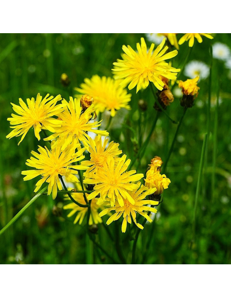 Wiesen-Bocksbart Tragopogon pratensis - heimische Wildstaude Produktfoto