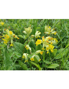 Wiesen-Schlüsselblume Wald-Schlüsselblume Primula veris - heimische Wildstaude Produktfoto