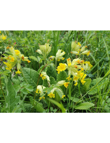 Wiesen-Schlüsselblume Wald-Schlüsselblume Primula veris - heimische Wildstaude Produktfoto