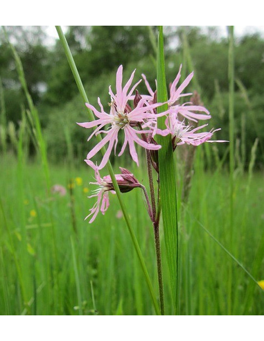 Kuckucks-Lichtnelke Silene flos-cuculi Saatgut | Gärtnerei Hüskes