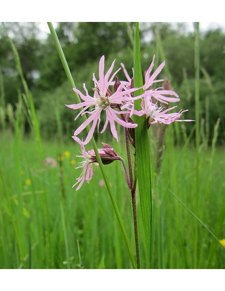Kuckucks-Lichtnelke Silene flos-cuculi Saatgut | Gärtnerei Hüskes