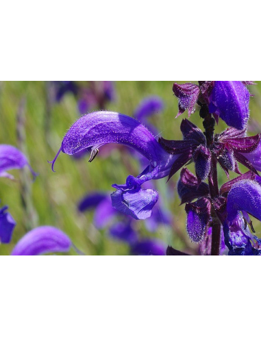 Wiesensalbei, Salvia pratensis - heimische Wildstaude Produktfoto