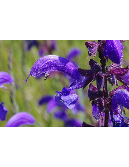 Wiesensalbei, Salvia pratensis - heimische Wildstaude Produktfoto