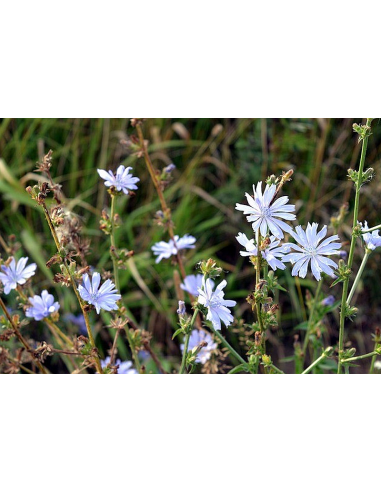 Wegwarte, Cichorium intybus - heimische Wildstaude Produktfoto
