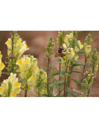 Echtes Leinkraut Saatgut | Gärtnerei Hüskes