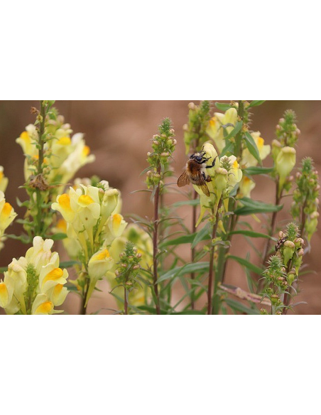 Echtes Leinkraut Saatgut | Gärtnerei Hüskes
