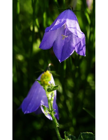 Acker-Glockenblume, Campanula rapunculoides - heimische Wildstaude Produktfoto