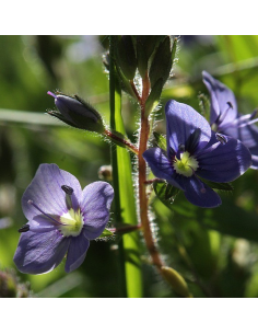 Echter Ehrenpreis Veronica officinalis Saatgut | Gärtnerei Hüskes