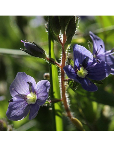 Echter Ehrenpreis Veronica officinalis Saatgut | Gärtnerei Hüskes