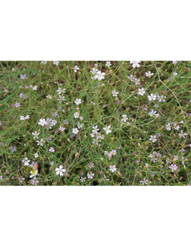 Felsennelke Petrorhagia saxifraga - heimische Wildstaude Produktfoto