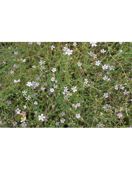 Felsennelke Petrorhagia saxifraga - heimische Wildstaude Produktfoto