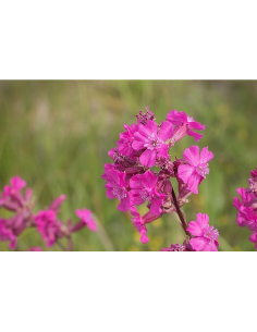Gewöhnliche Pechnelke Viscaria vulgaris - heimische Wildstaude Produktfoto