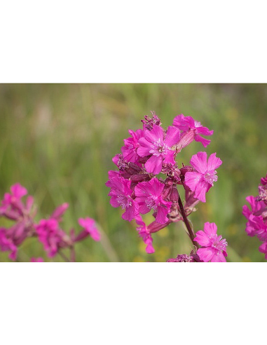 Gewöhnliche Pechnelke Viscaria vulgaris - heimische Wildstaude Produktfoto