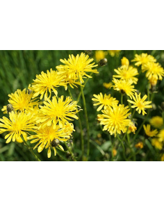 Wiesen Pippau, Crepis biennis - heimische Wildstaude Produktfoto