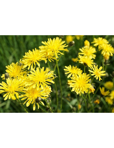 Wiesen Pippau, Crepis biennis - heimische Wildstaude Produktfoto