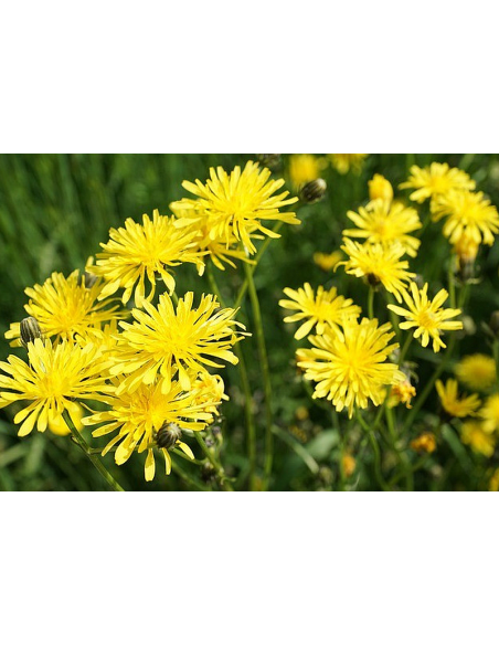 Wiesen Pippau, Crepis biennis - heimische Wildstaude Produktfoto