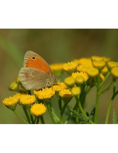 Rainfarn Wurmkraut Tanacetum vulgare - heimische Wildstaude Produktfoto