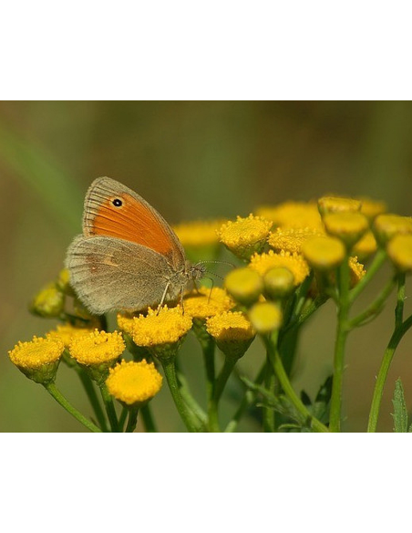 Rainfarn Wurmkraut Tanacetum vulgare - heimische Wildstaude Produktfoto