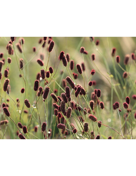 Großer Wiesenknopf Echter Wiesenknopf Sanguisorba officinalis Saatgut | Gärtnerei Hüskes