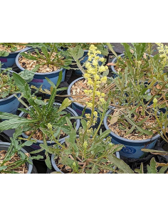 Gelbe Resede Gelber Wau Reseda lutea Saatgut | Gärtnerei Hüskes