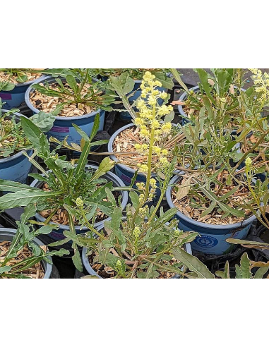 Gelbe Resede Gelber Wau Reseda lutea - heimische Wildstauden Produktfoto