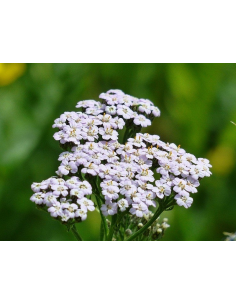 Wiesen Schafgarbe Achillea millefolium Saatgut | Gärtnerei Hüskes