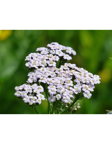 Wiesen Schafgarbe Achillea millefolium Saatgut | Gärtnerei Hüskes