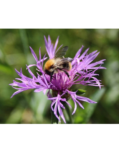 Wiesen-Flockenblume Centaurea jacea - heimische Wildstaude Produktfoto