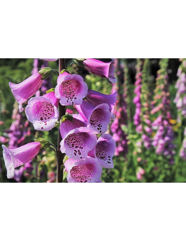 Roter Fingerhut, Digitalis purpurea - heimische Wildstaude Produktfoto