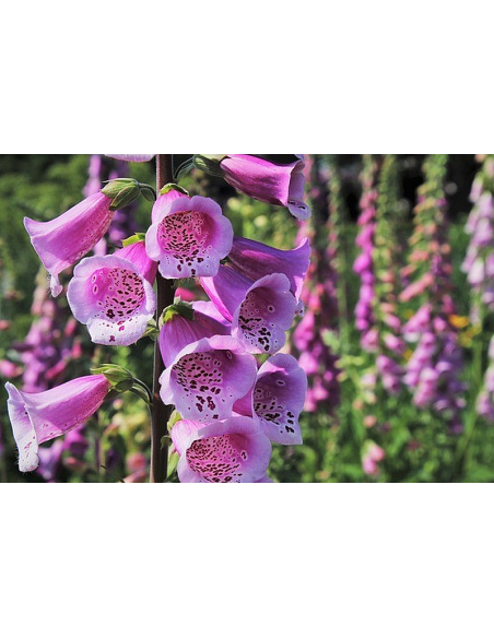 Roter Fingerhut, Digitalis purpurea - heimische Wildstaude Produktfoto