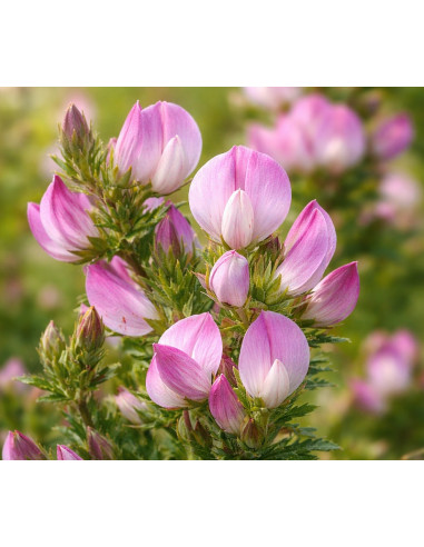 Dornige Hauhechel Ononis spinosa - heimische Wildstaude Produktfoto