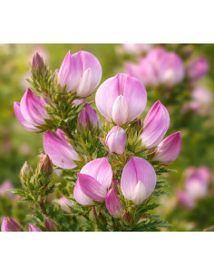 Dornige Hauhechel Ononis spinosa – Heimische Wildpflanze | Gärtnerei Hüskes