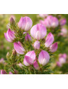 Dornige Hauhechel Ononis spinosa - heimische Wildstaude Produktfoto