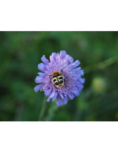 Teufelsabbiss Succisa pratensis Saatgut | Gärtnerei Hüskes