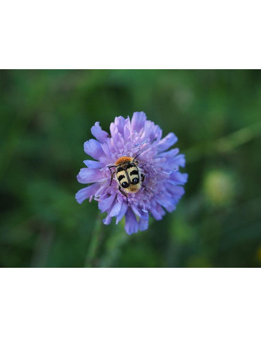 Teufelsabbiss Succisa pratensis Saatgut | Gärtnerei Hüskes