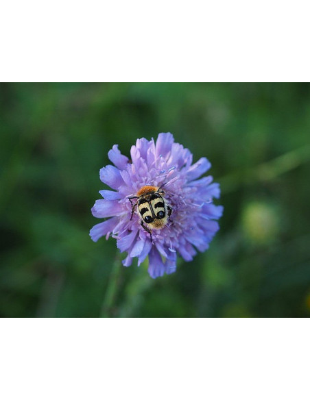 Teufelsabbiss Succisa pratensis Saatgut | Gärtnerei Hüskes