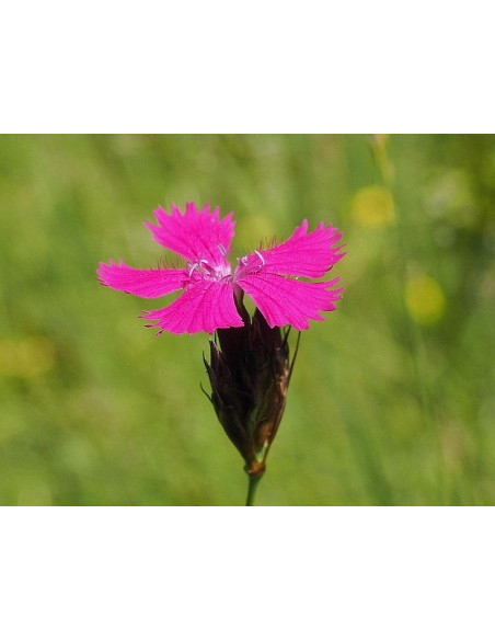 Karthäuser-Nelke Dianthus carthusianorum - heimische Wildstaude Produktfoto