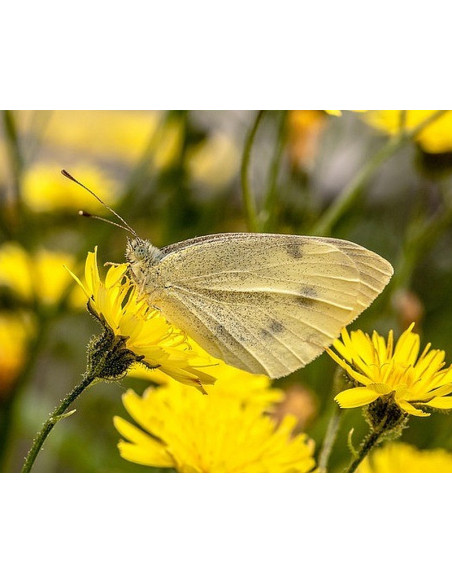 Kleines Habichtskraut, Hieracium pilosella - heimische Wildstaude Produktfoto