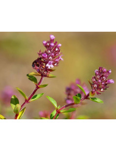 Breitblättriger Thymian, Gemeiner Thymian Thymus pulegioides - heimische Wildstaude Produktfoto
