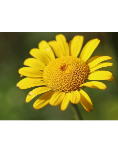 Färberkamille, Anthemis tinctoria Saatgut | Gärtnerei Hüskes