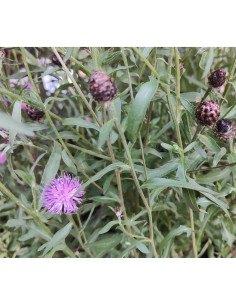 Schwarze Flockenblume, Centaurea nigra Saatgut | Gärtnerei Hüskes