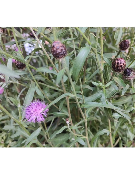Schwarze Flockenblume, Centaurea nigra - heimische Wildstaude