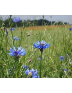 Kornblume, Centaurea cyanus Saatgut | Gärtnerei Hüskes