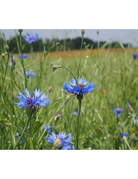 Kornblume, Centaurea cyanus - heimische Wildstaude Produktfoto