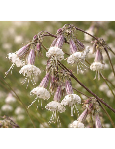 Nickendes Leimkraut, Silene nutans - heimische Wildstaude Produktfoto