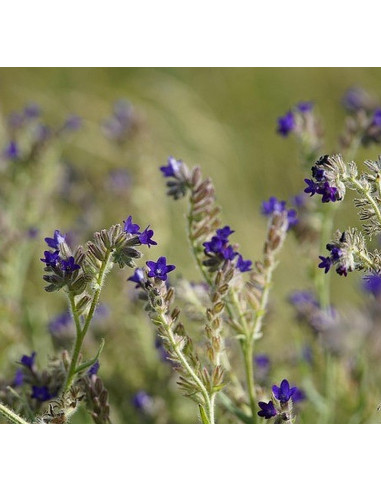Gemeine Ochsenzunge, Anchusa officinalis - heimische Wildstaude Produktfoto