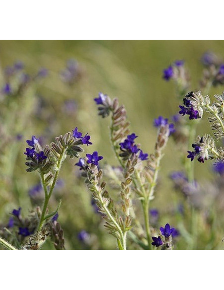 Gemeine Ochsenzunge, Anchusa officinalis Saatgut | Gärtnerei Hüskes