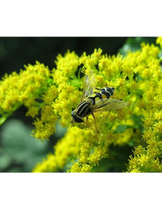 Gewöhnliche Goldrute, Solidago virgaurea Saatgut | Gärtnerei Hüskes