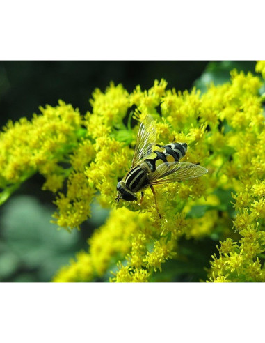 Gewöhnliche Goldrute, Solidago virgaurea - heimische Wildstaude Produktfoto