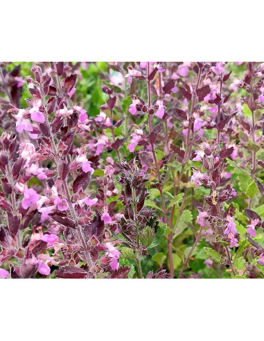 Edel-Gamander, Teucrium chamaedrys - heimische Wildstaude Produktfoto